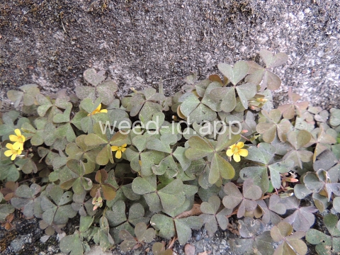 woodsorrel, creeping
